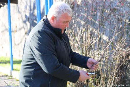 Rez kamniške potomke najstarejše vinske trte (13)